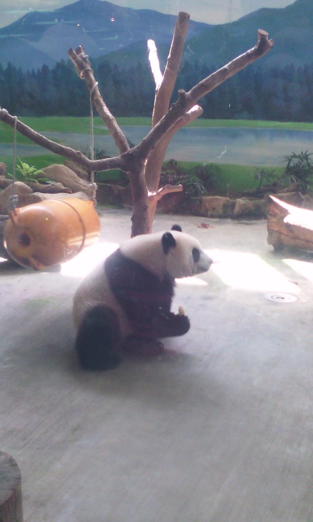Panda at the Taipei Zoo