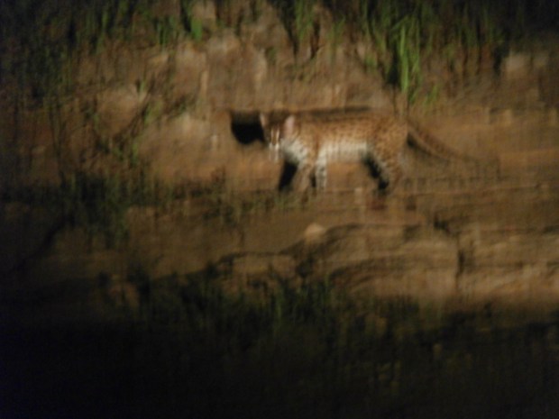Leopard cat with reflective eyes.