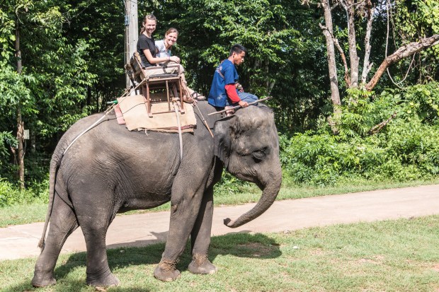 Kanchanaburi elephants