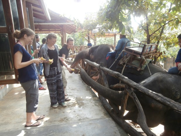 Kanchanaburi elephants