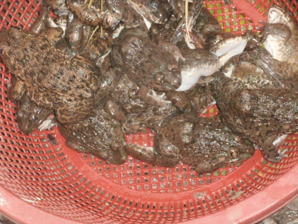 Luang Prabang Morning Market