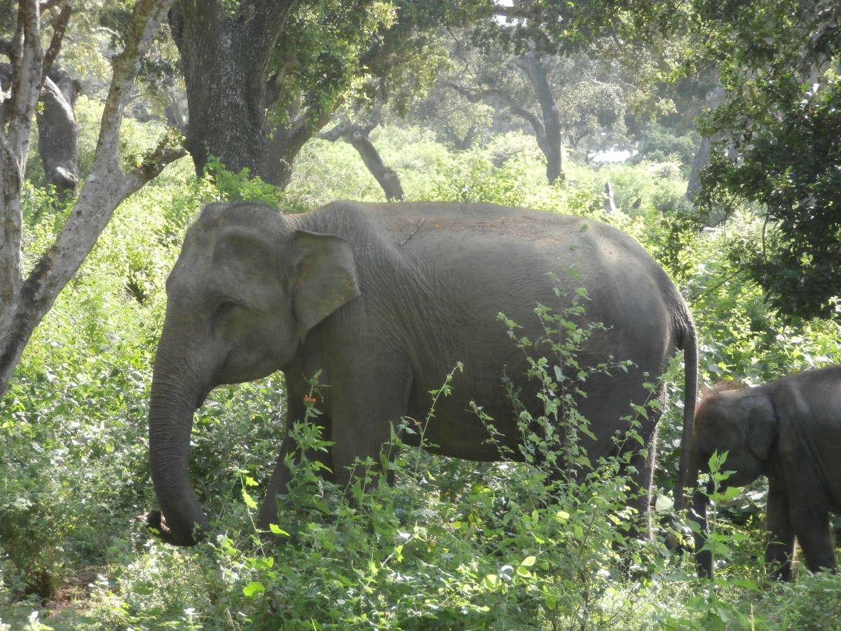 Yala national park
