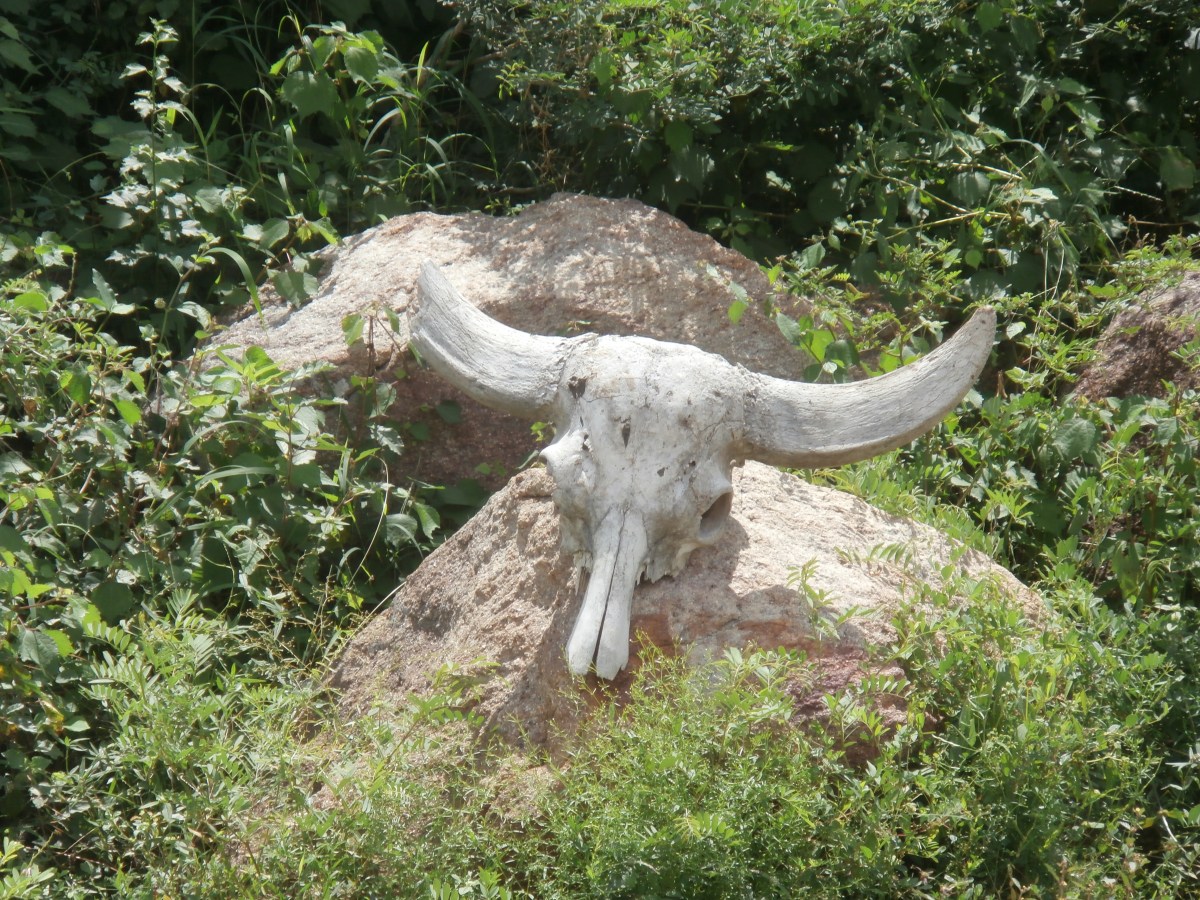 Yala National park