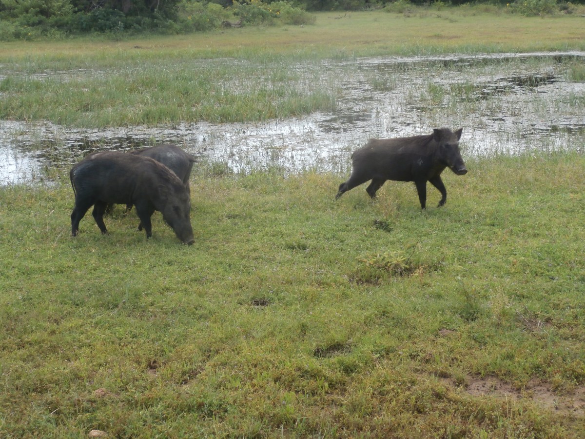 Yala National Park