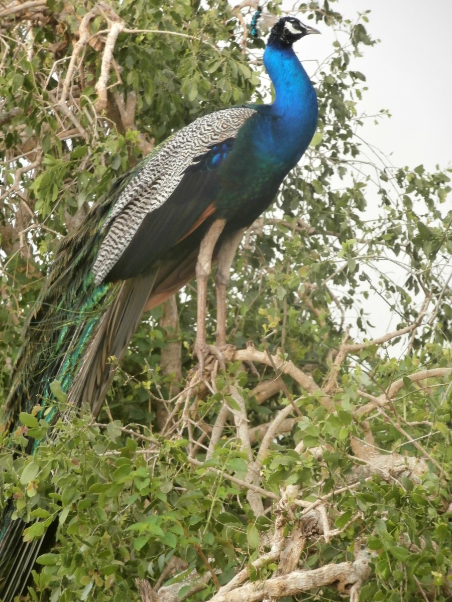 Bundala national park