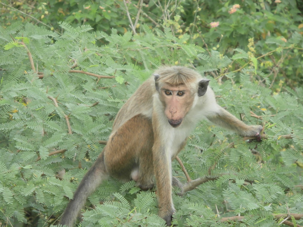 Bundala national park