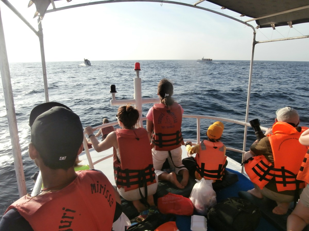 Whale watching Mirissa