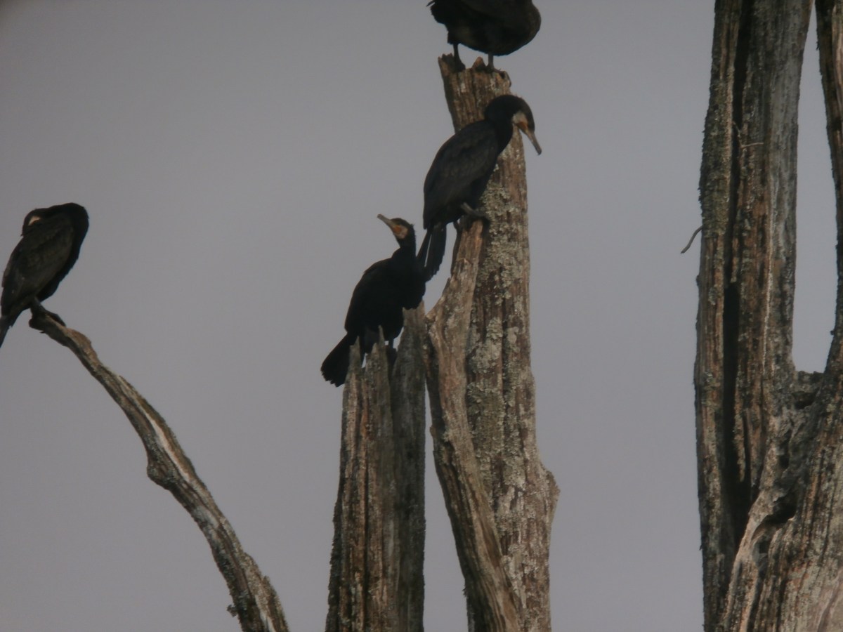 Periyar National Park