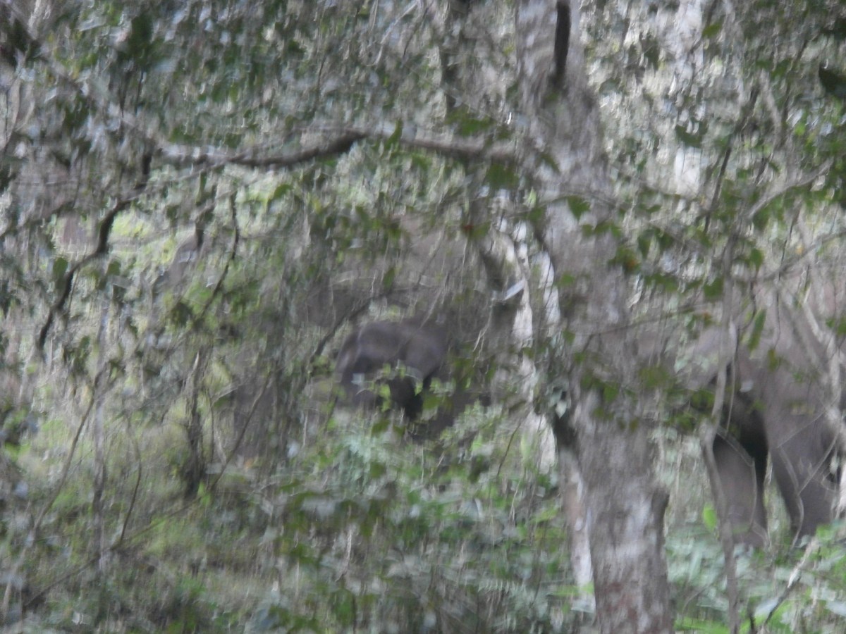 Periyar National Park