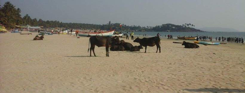 Palolem beach, goa