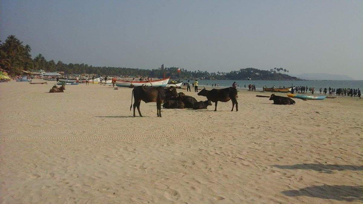 Palolem beach, goa