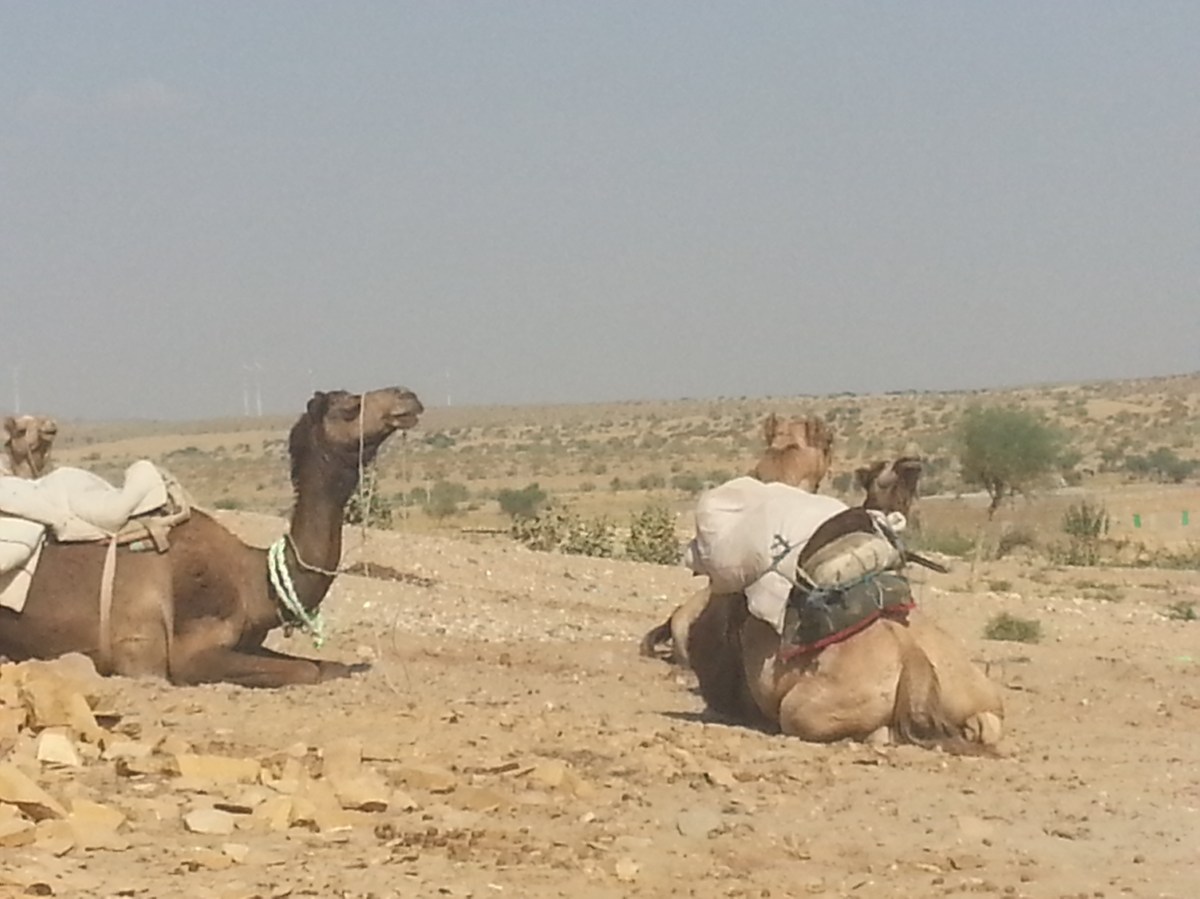 Camel ride Rajasthan