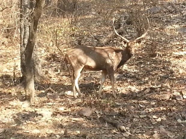 Ranthambore National Park