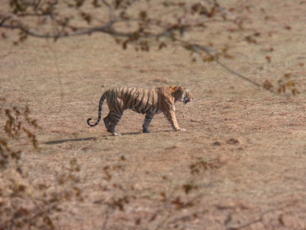 Ranthambore National Park